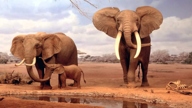 Wild Africa Documentary